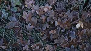 Preview wallpaper leaves, grass, frost, nature