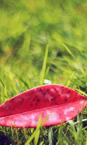 Preview wallpaper leaves, grass, lawn, autumn, fallen