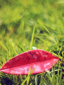 Preview wallpaper leaves, grass, lawn, autumn, fallen