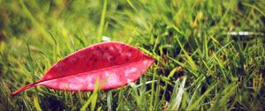 Preview wallpaper leaves, grass, lawn, autumn, fallen