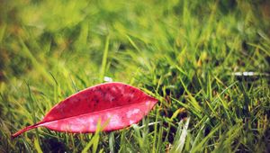 Preview wallpaper leaves, grass, lawn, autumn, fallen