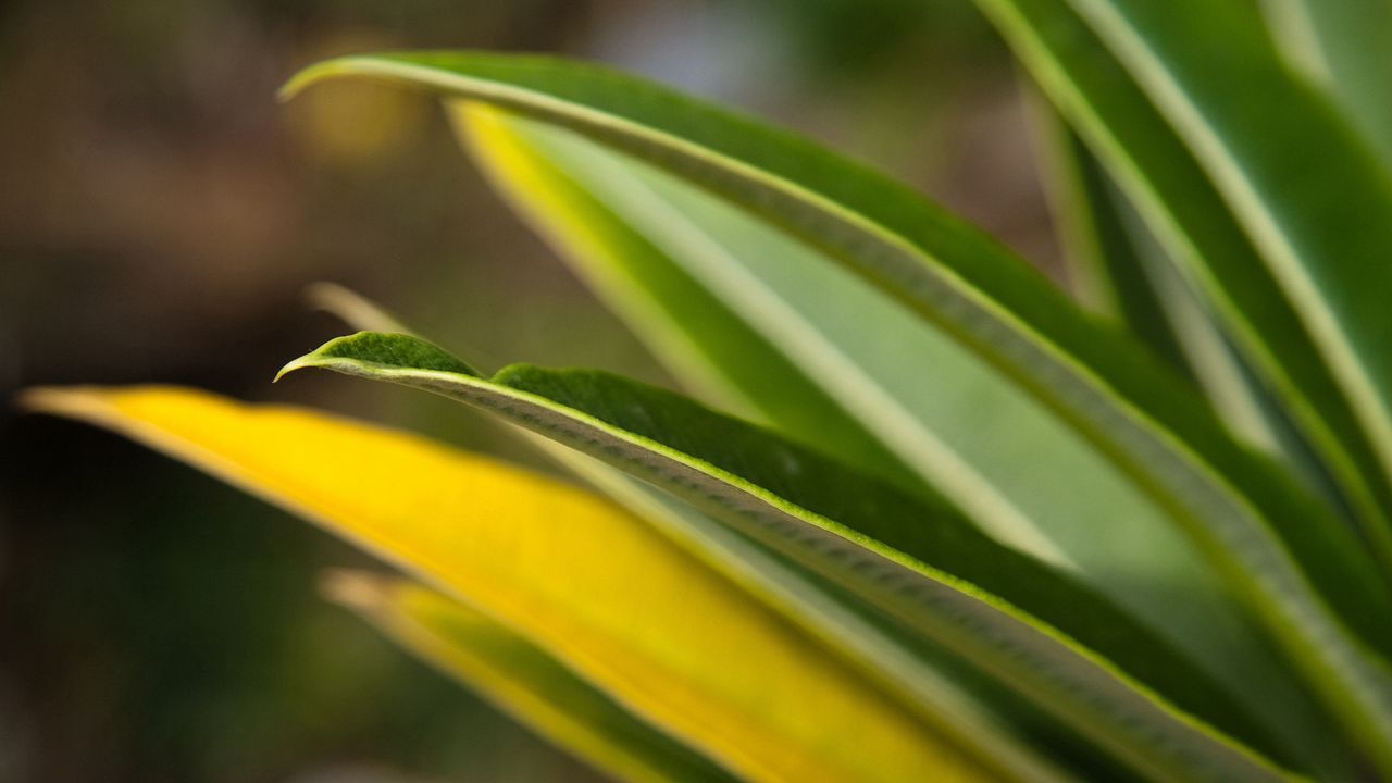 Wallpaper leaves, grass, light, shape