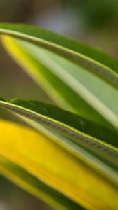 Preview wallpaper leaves, grass, light, shape