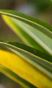 Preview wallpaper leaves, grass, light, shape