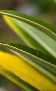 Preview wallpaper leaves, grass, light, shape