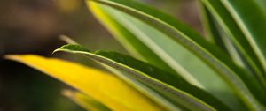 Preview wallpaper leaves, grass, light, shape