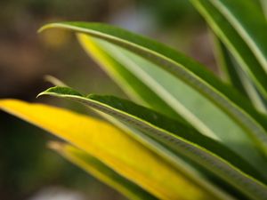 Preview wallpaper leaves, grass, light, shape