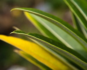 Preview wallpaper leaves, grass, light, shape