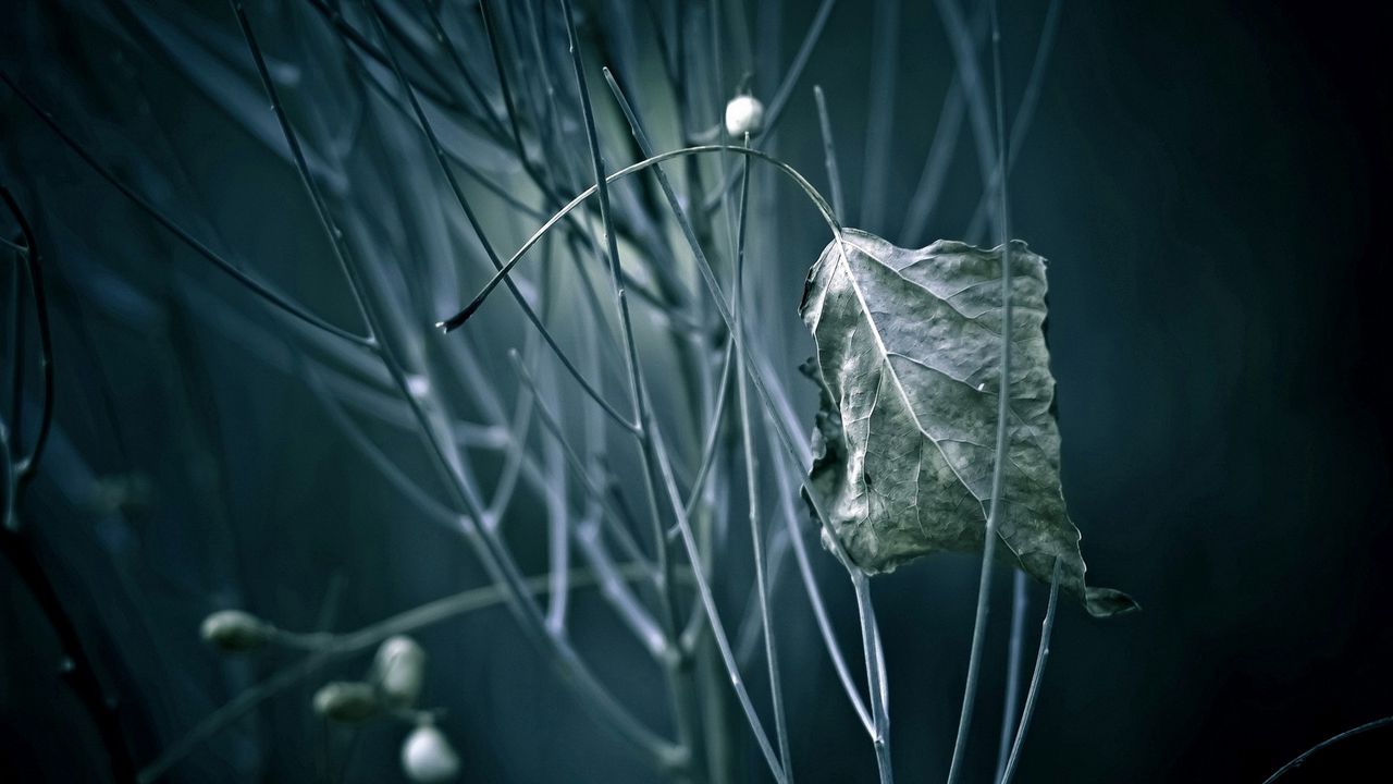 Wallpaper leaves, grass, light, color