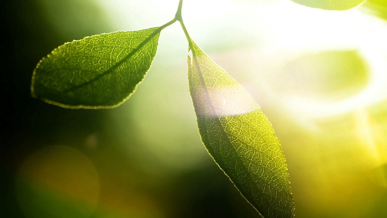 Wallpaper leaves, grass, light, glare