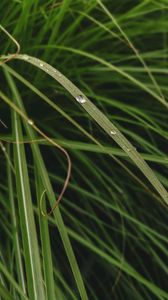 Preview wallpaper leaves, grass, macro, water, drops