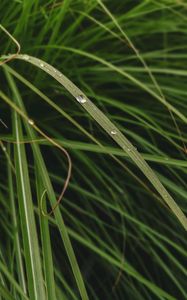 Preview wallpaper leaves, grass, macro, water, drops