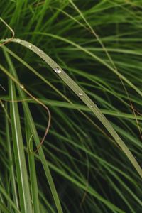 Preview wallpaper leaves, grass, macro, water, drops