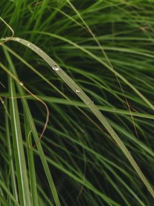 Preview wallpaper leaves, grass, macro, water, drops