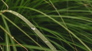 Preview wallpaper leaves, grass, macro, water, drops