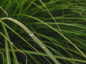 Preview wallpaper leaves, grass, macro, water, drops