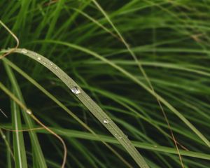 Preview wallpaper leaves, grass, macro, water, drops