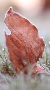 Preview wallpaper leaves, grass, macro, frost