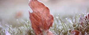 Preview wallpaper leaves, grass, macro, frost