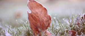 Preview wallpaper leaves, grass, macro, frost