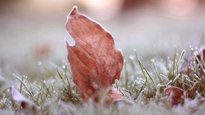 Preview wallpaper leaves, grass, macro, frost