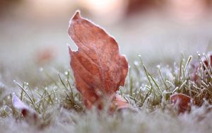 Preview wallpaper leaves, grass, macro, frost