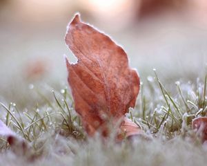 Preview wallpaper leaves, grass, macro, frost