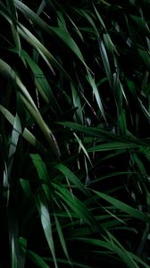 Preview wallpaper leaves, grass, plant, shadow