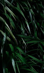 Preview wallpaper leaves, grass, plant, shadow