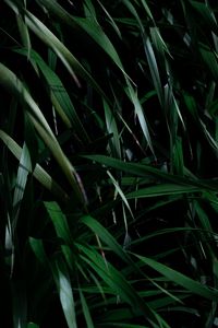 Preview wallpaper leaves, grass, plant, shadow