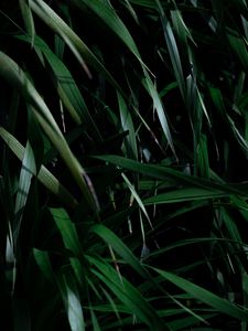 Preview wallpaper leaves, grass, plant, shadow