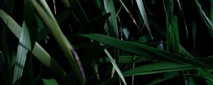 Preview wallpaper leaves, grass, plant, shadow