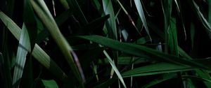 Preview wallpaper leaves, grass, plant, shadow