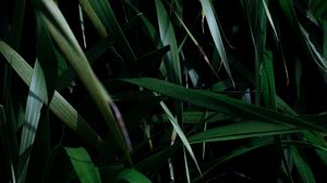 Preview wallpaper leaves, grass, plant, shadow