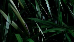 Preview wallpaper leaves, grass, plant, shadow