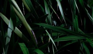 Preview wallpaper leaves, grass, plant, shadow