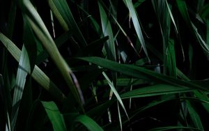 Preview wallpaper leaves, grass, plant, shadow