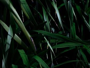 Preview wallpaper leaves, grass, plant, shadow