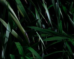 Preview wallpaper leaves, grass, plant, shadow