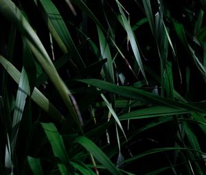 Preview wallpaper leaves, grass, plant, shadow