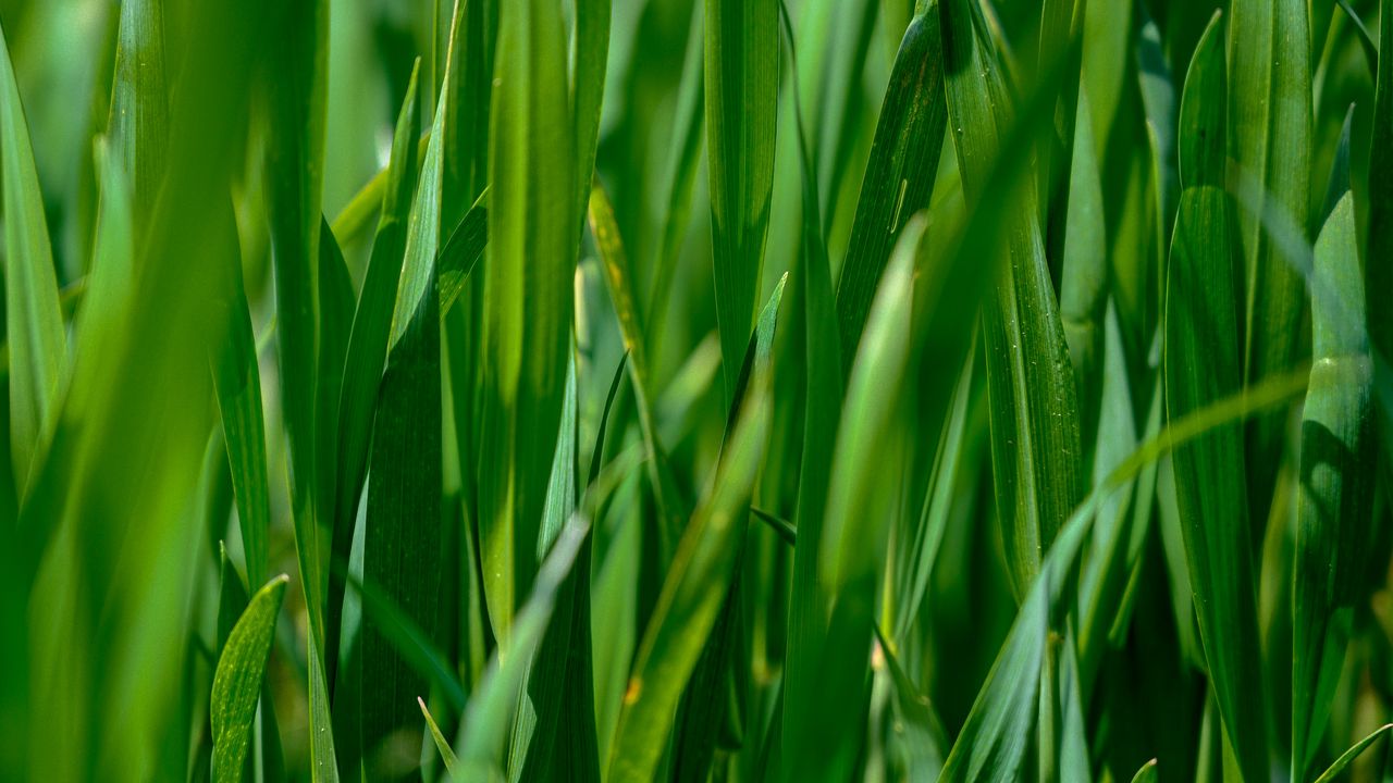 Wallpaper leaves, grass, plant, green