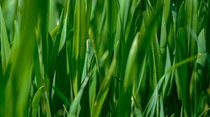 Preview wallpaper leaves, grass, plant, green