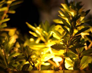 Preview wallpaper leaves, grass, plants, light