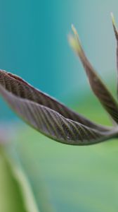 Preview wallpaper leaves, grass, plants