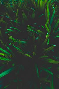 Preview wallpaper leaves, grass, shadows, dark, plant