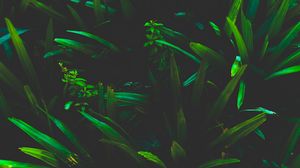 Preview wallpaper leaves, grass, shadows, dark, plant