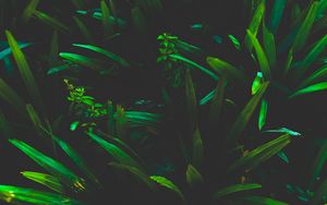 Preview wallpaper leaves, grass, shadows, dark, plant