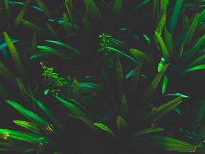 Preview wallpaper leaves, grass, shadows, dark, plant