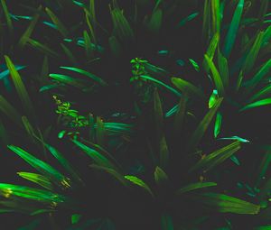 Preview wallpaper leaves, grass, shadows, dark, plant