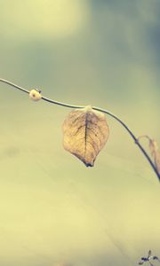 Preview wallpaper leaves, grass, stalk, dry